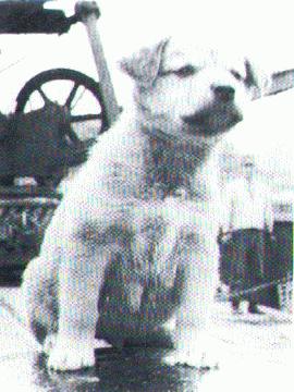 Old image of dog